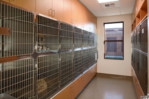 Standard Cat Boarding Cages